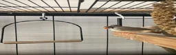 Finches birds for sale: Zebra Finch breeding pair and 2 x female juveniles - Advert 7