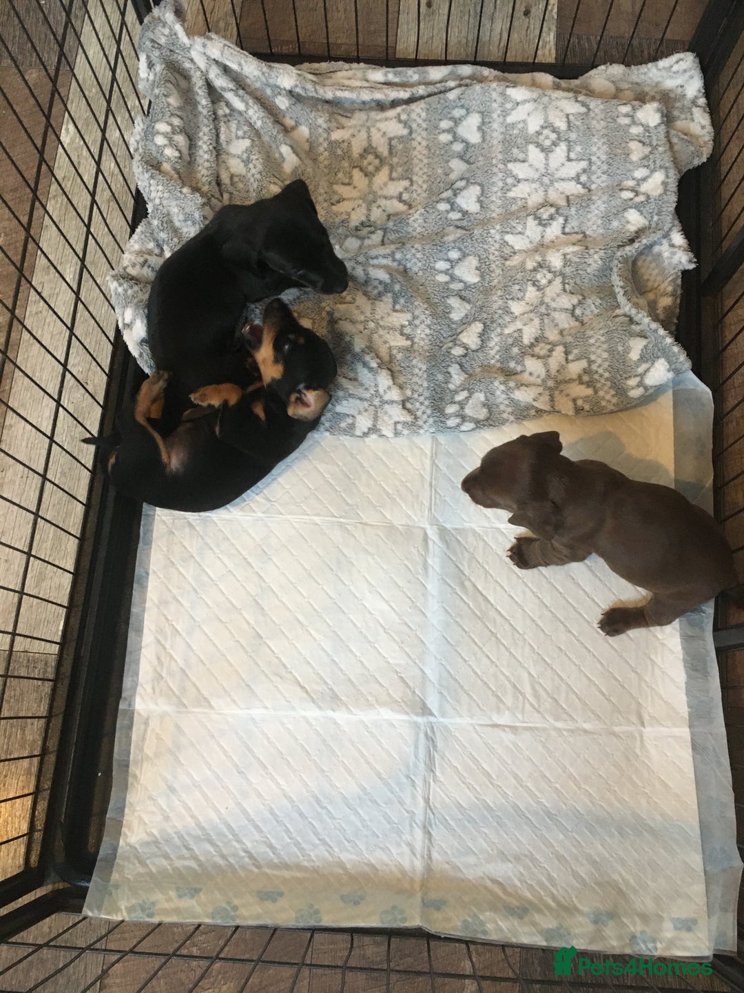 Miniature Dachshund dogs for sale: Miniature dachshund baby’s  - Image 27