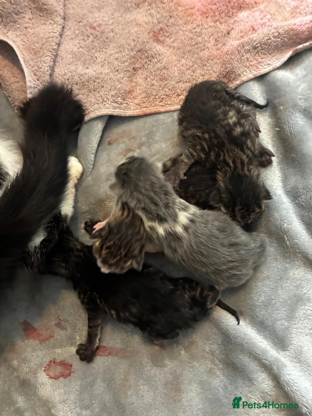 Mixed Breed cats for sale: Mixed breed x Manx  - Advert 5