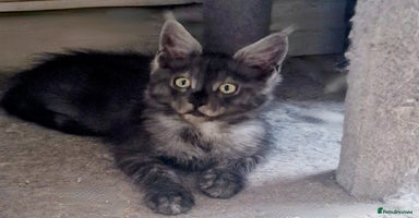 Maine Coon cats - Advert 4