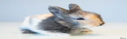 Lionhead rabbits for sale: *Reduced* Quality Double-maned Lionhead Rabbits - Advert 9