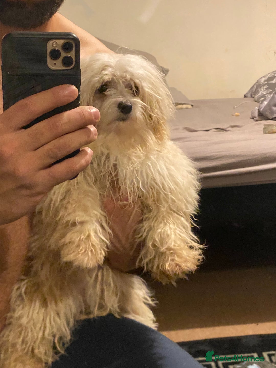 Maltipoo dogs for sale: Gorgeous maltipoo puppies 🐩 - Advert 5