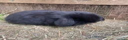 Mini Lop rabbits for sale: Adult Females + Males & Baby Male Rabbits  - Advert 23