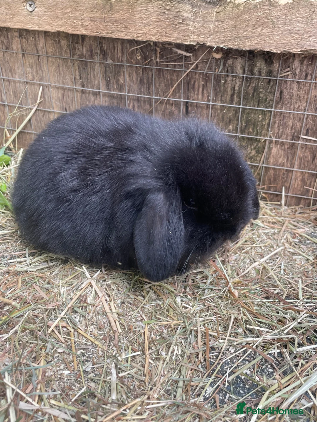 Mini Lop rabbits for sale: Adult Females + Males & Baby Male Rabbits  - Advert 23