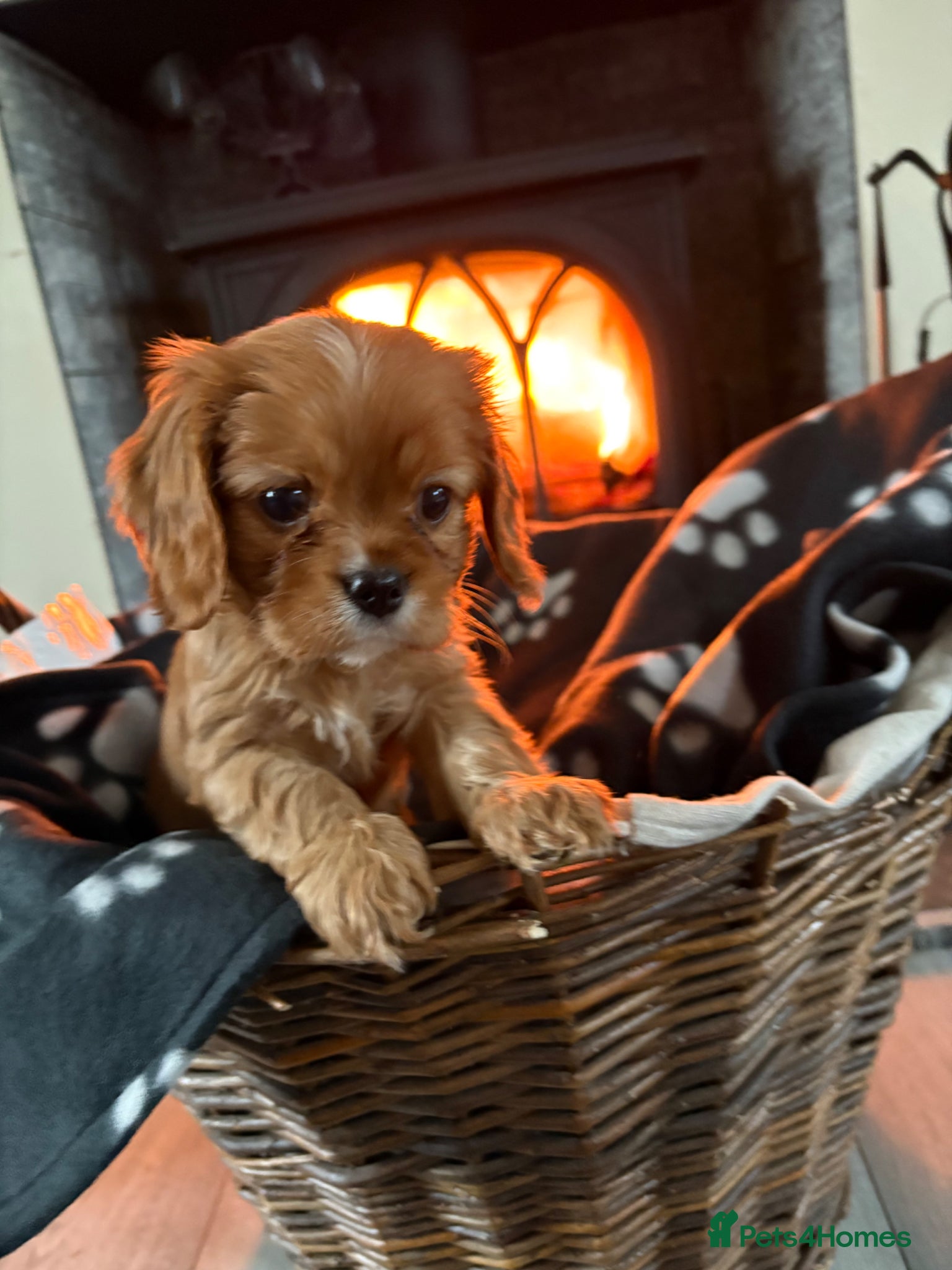 Cavalier King Charles Spaniel dogs Last boy available 💙King Charles puppies  - Advert 5