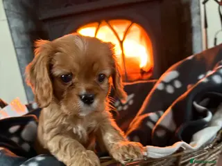 Cavalier King Charles Spaniel dogs Last boy available 💙King Charles puppies - Advert 4