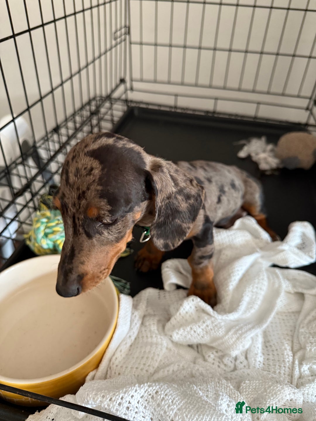 Miniature Dachshund dogs for sale: Dapple miniature dachshund puppy - Image 3