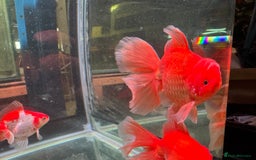 Fancy Goldfish fish for sale: Thai pleated goldfish - Image 25