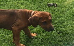 Rhodesian Ridgeback dogs for sale: Stunning Rhodesian RidgeBack Pups.. - Image 32