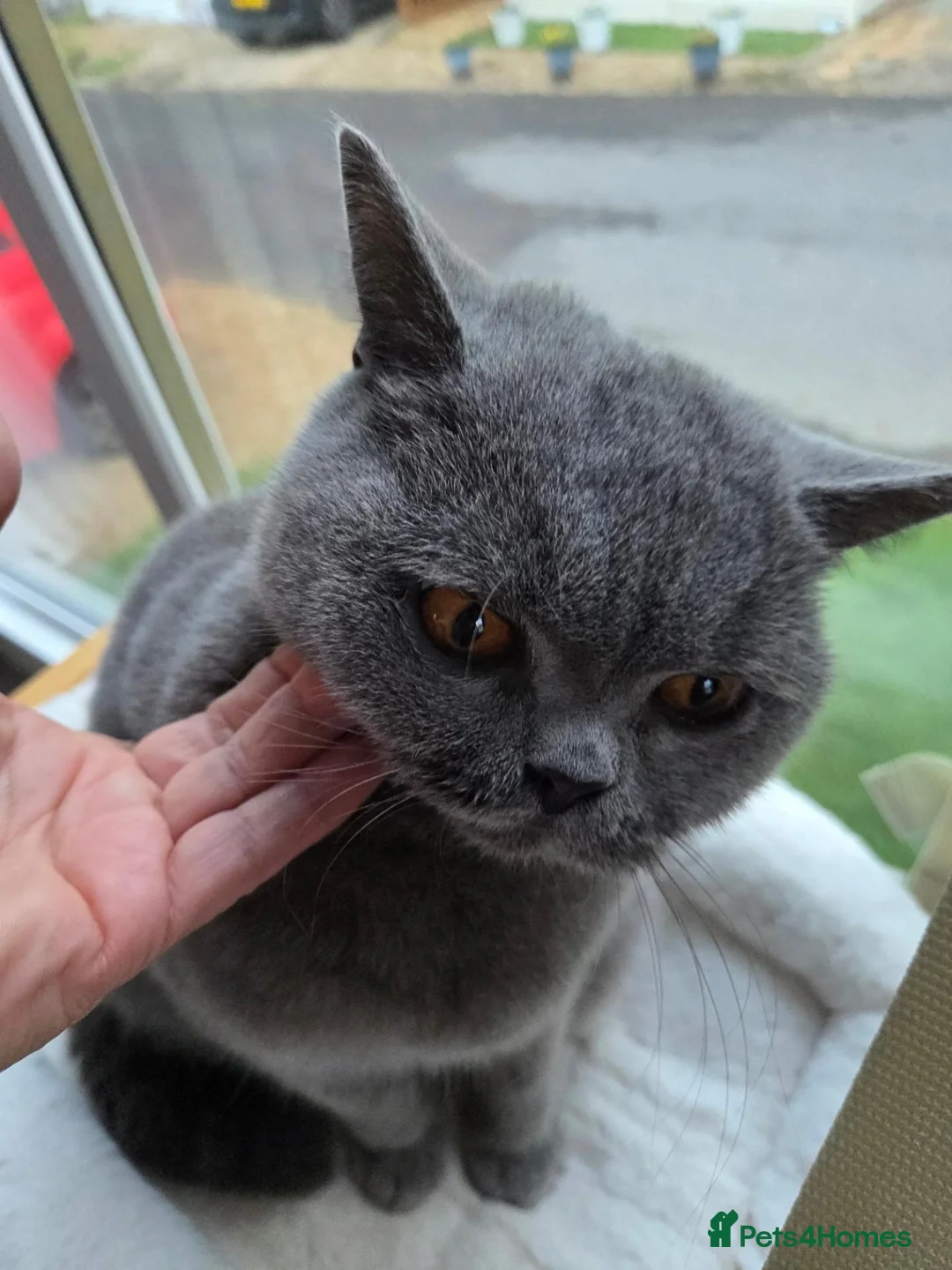 British Shorthair cats for sale: GCCF Active Blue British Short Hairs in Saint Leonards-on-sea - Advert 9