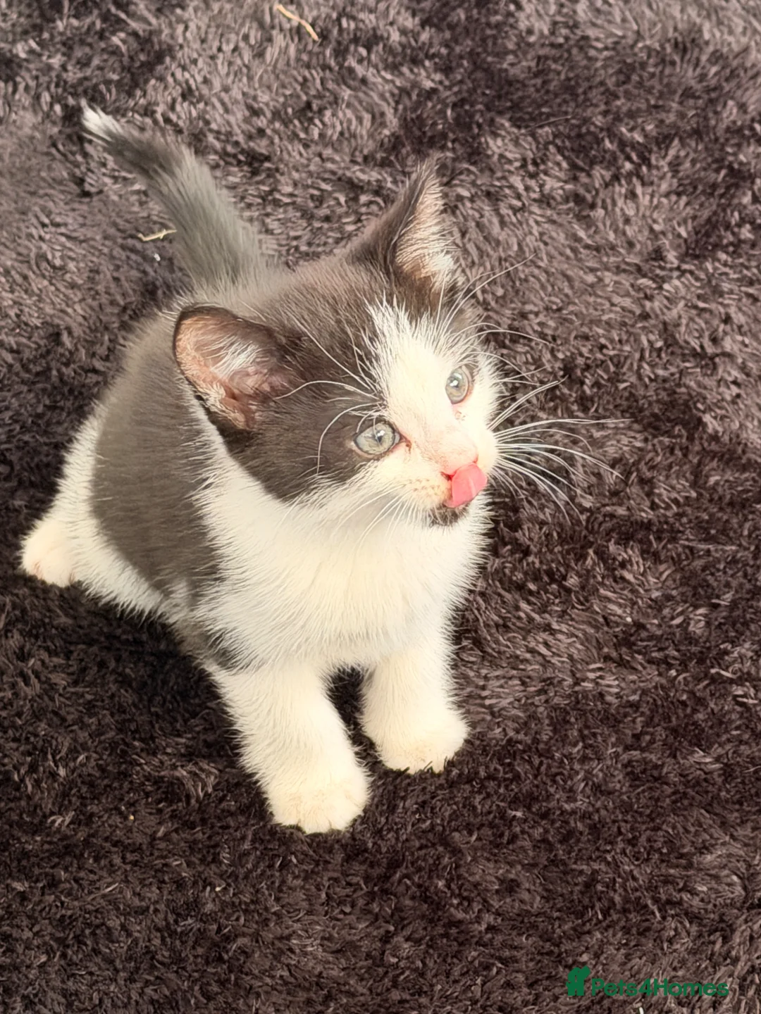 British Shorthair cats for sale: Kitten for sale in Great Yarmouth - Advert 1