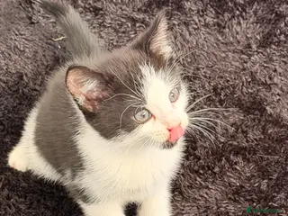 British Shorthair cats Kitten for sale - Advert 1