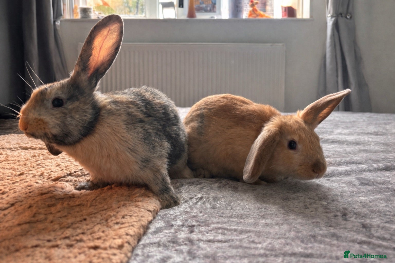 Mixed Breed rabbits Rehome- 2 female mixed lop sisters - Advert 2