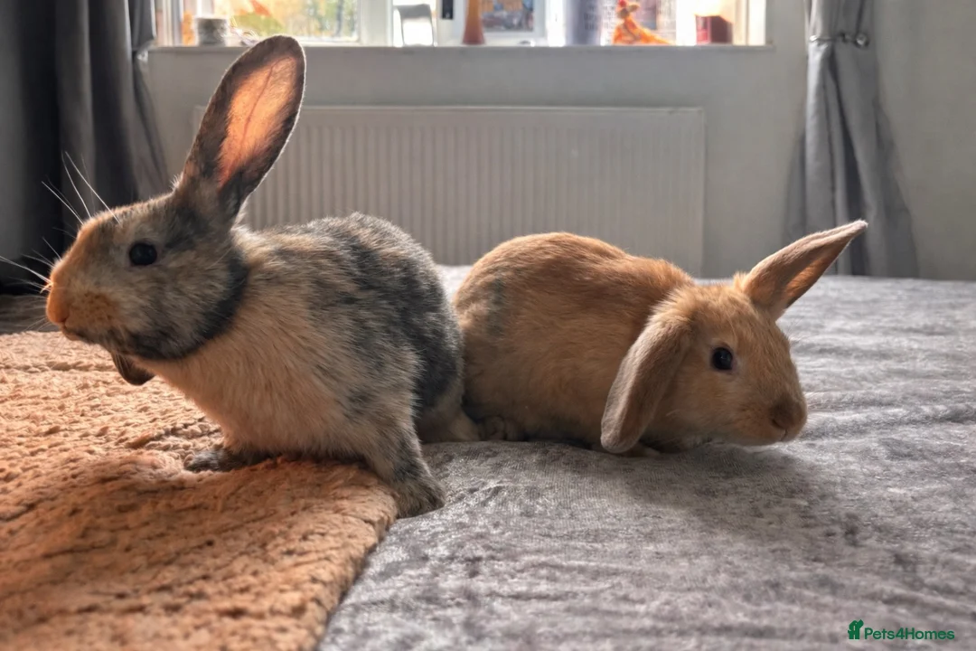 Mixed Breed rabbits for sale: Rehome- 2 female mixed lop sisters in Helston - Advert 1