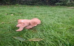 Cocker Spaniel dogs for sale: Kc registered working cocker puppies - Image 10