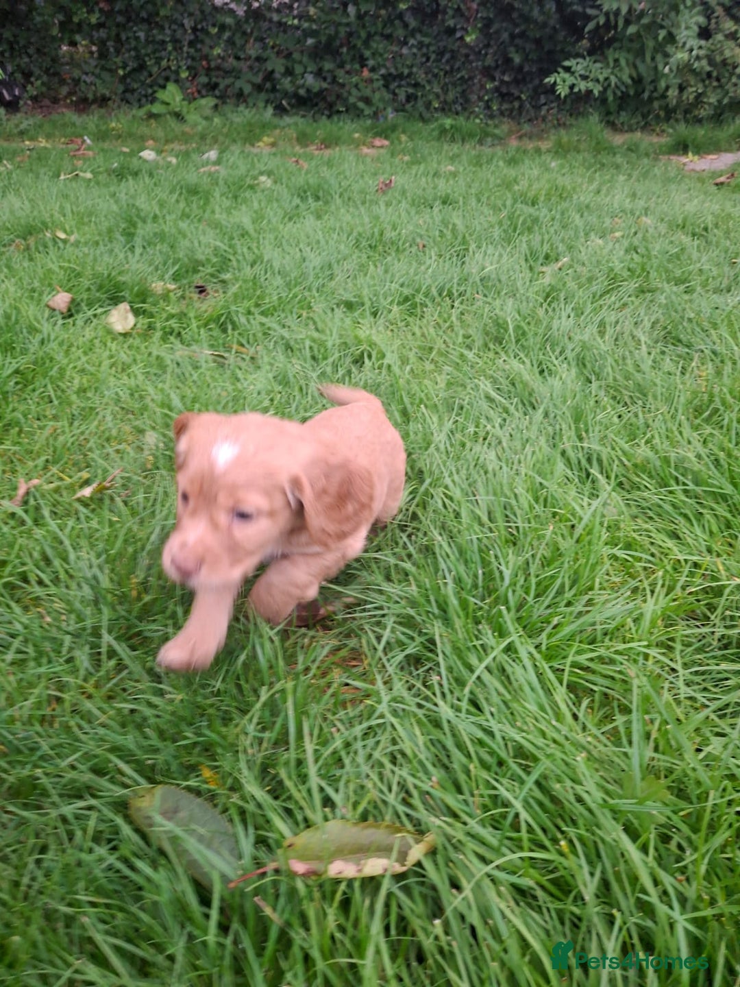 Cocker Spaniel dogs for sale: Kc registered working cocker puppies - Image 10