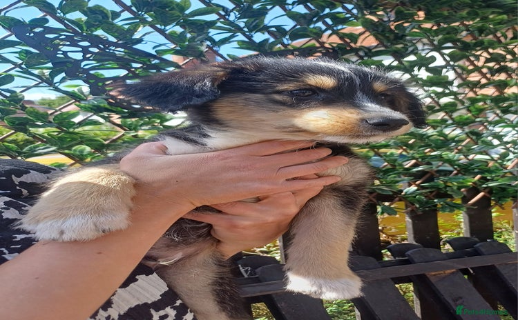 Mixed Breed dogs in Nottingham - Advert 1