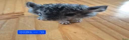 Chinchilla rodents for sale: Male chinchilla + unsexed kits - Advert 7