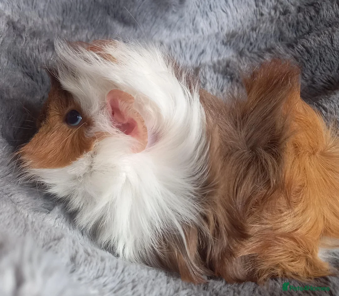 Guinea Pig rodents for sale: Baby Guinea Pigs for Sale - Ready Now. - Advert 2