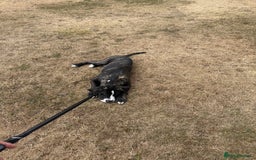 Mixed Breed dogs for sale: Duke the bullmastiff x corso - Image 2