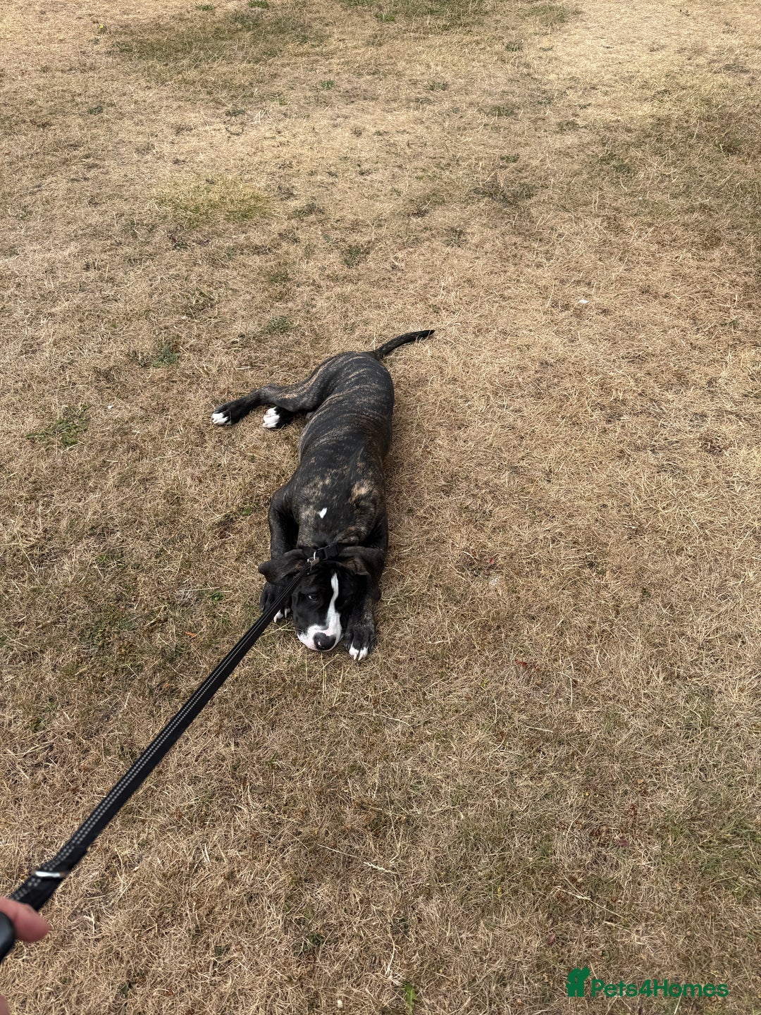 Mixed Breed dogs for sale: Duke the bullmastiff x corso - Image 2