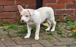 Mixed Breed dogs for sale: Frenchie x Labrador Puppies 17 weeks ready to go - Image 5