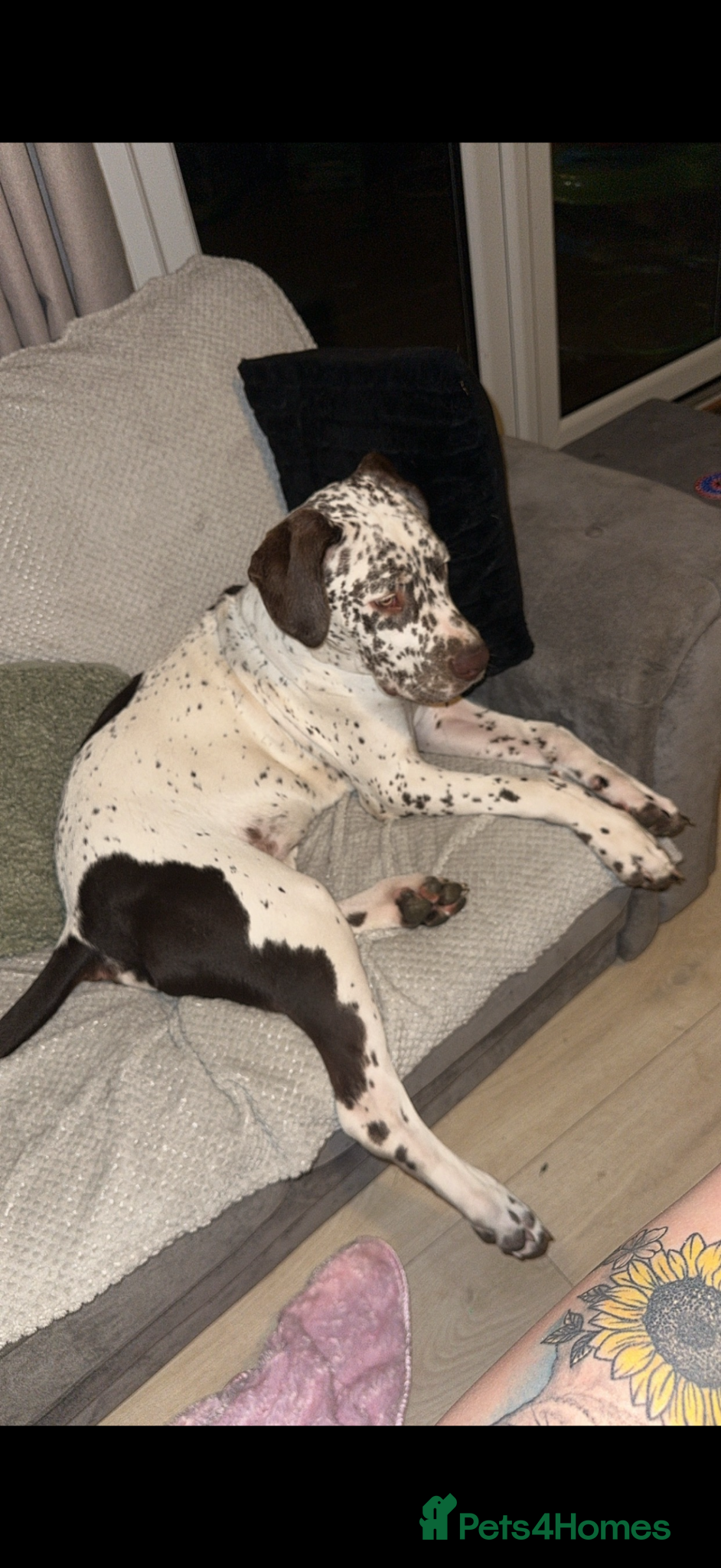 Mixed Breed dogs 2 year old neutered male  - Advert 17
