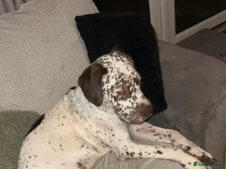 Mixed Breed dogs 2 year old neutered male - Advert 17