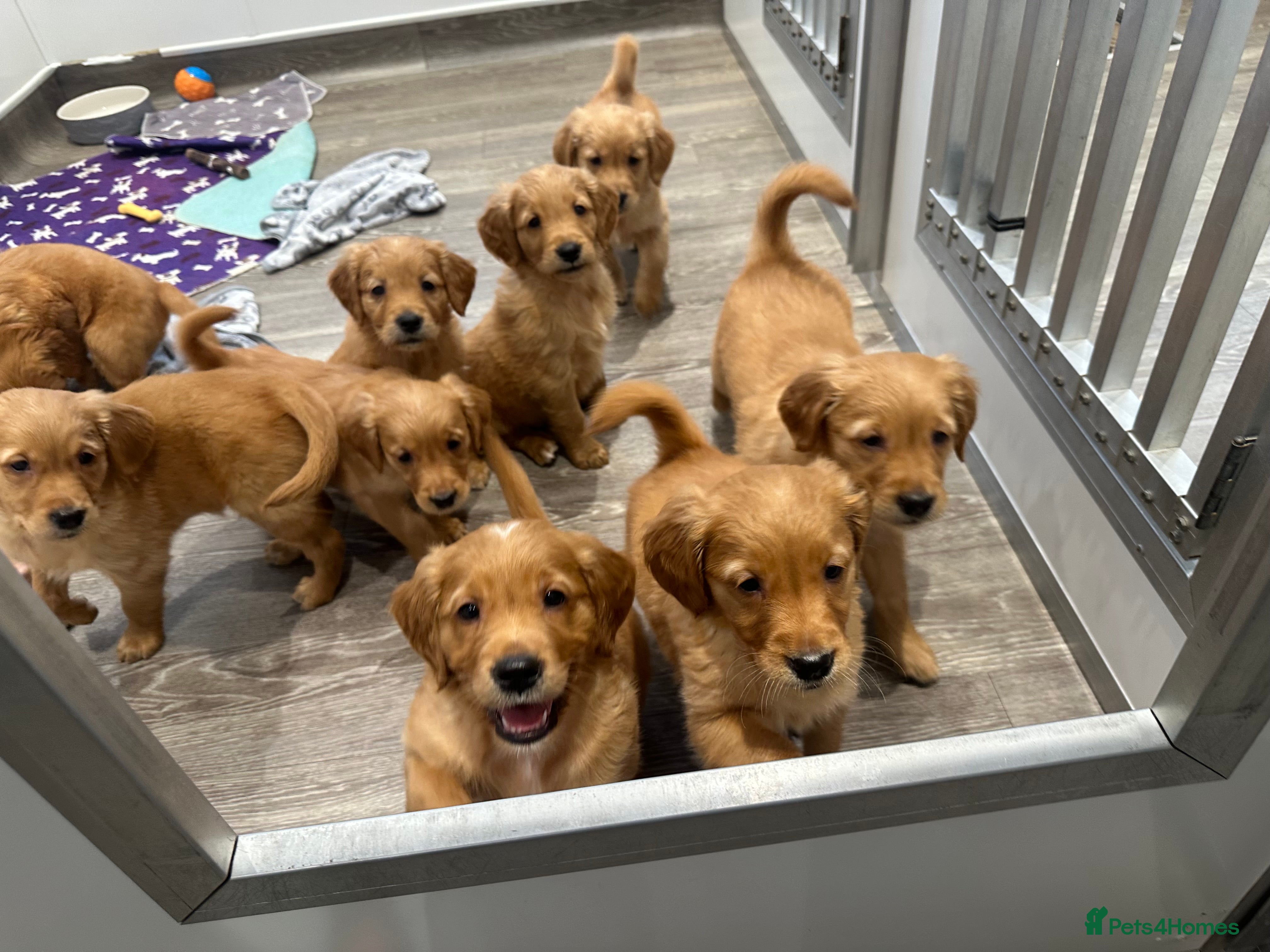 Golden Retriever dogs Dark Golden KC registered Golden retrievers - Advert 12