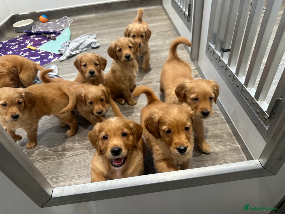Golden Retriever dogs for sale: Dark Golden KC registered Golden retrievers - Advert 2