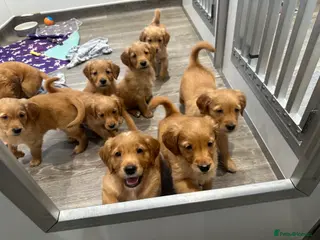 Golden Retriever dogs Dark Golden KC registered Golden retrievers - Advert 12