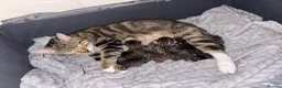 Mixed Breed cats for sale: 5 gorgeous tabby kittens for sale - Advert 1