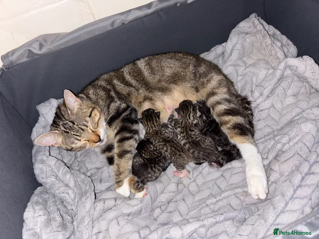 Mixed Breed cats for sale: 5 gorgeous tabby kittens for sale - Advert 1