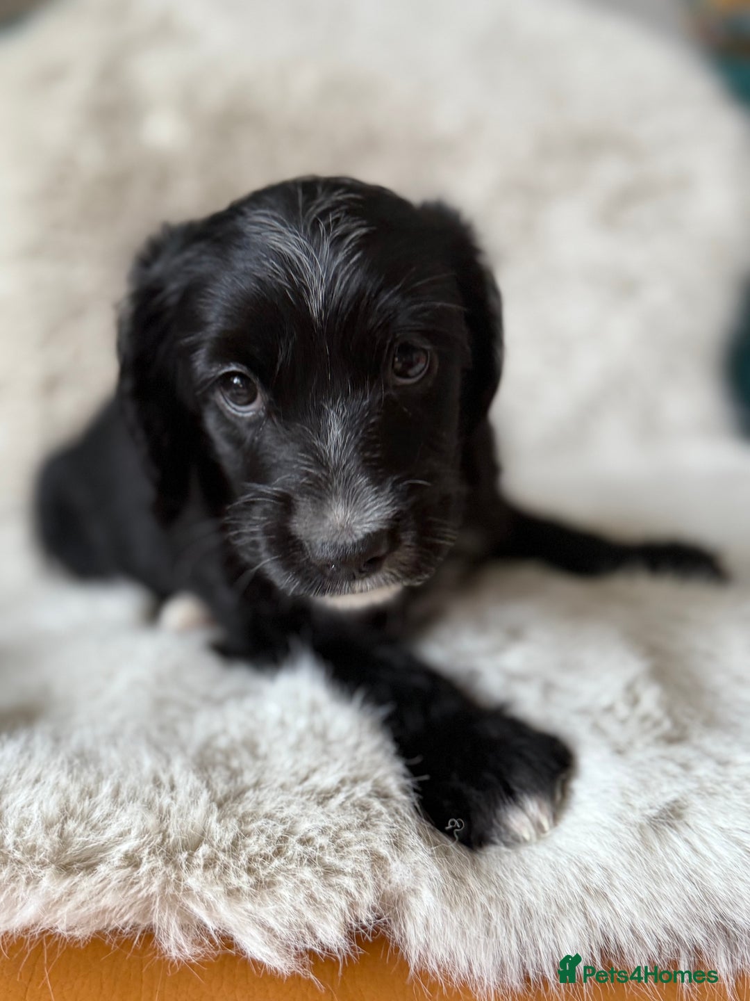 Mixed Breed dogs for sale: Girl Mixed Breed Puppy 13 Weeks Old - Advert 9