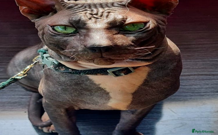 Sphynx cats in Canvey Island - Advert 7