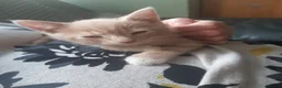 Mixed Breed cats for sale: 3 adorable kittens for sale in Bath - Advert 7
