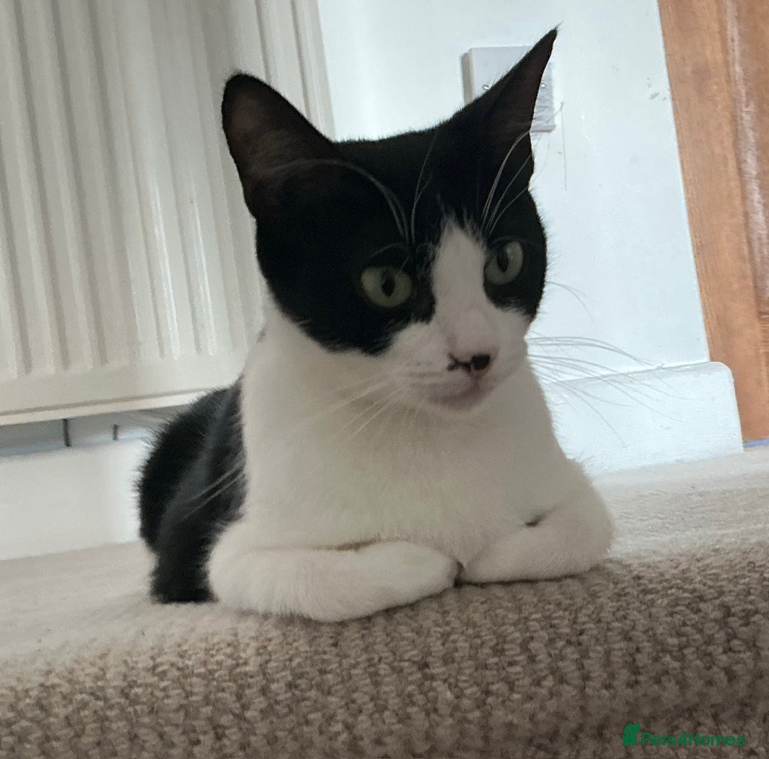 Mixed Breed cats for sale: Kittens black and white  - Image 4