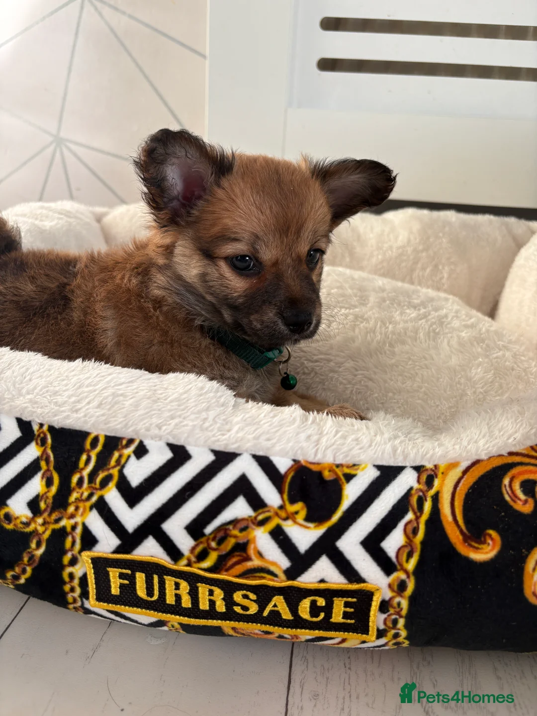 Mixed Breed dogs for sale: Italian volpino x deer head chihuahua puppies  - Advert 16