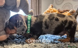 Dachshund dogs for sale: Dachshund Puppies looking for forever homes - Image 21