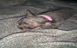 French Bulldog dogs for sale: REDUCED!!🥰Ready SOON 🐾 French bulldog puppies - Image 27