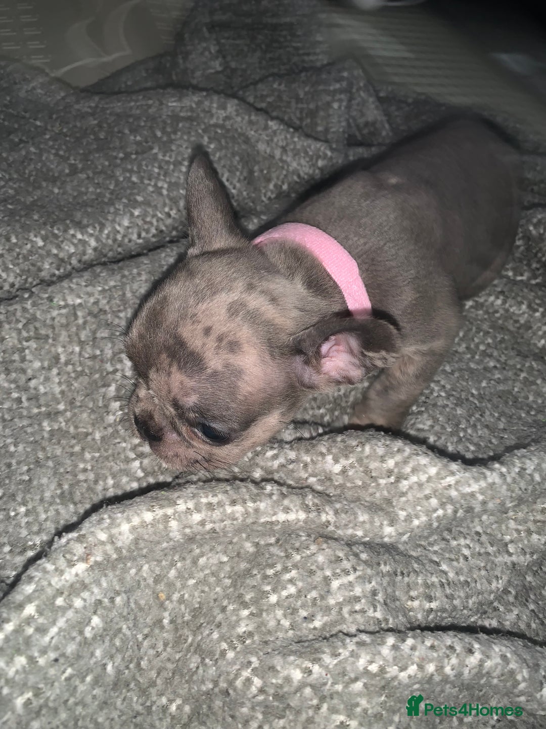 French Bulldog dogs for sale: REDUCED!!🥰Ready SOON 🐾 French bulldog puppies - Image 27