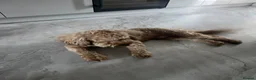 Cockapoo dogs for sale: 🐶 Loving Cockapoo Looking for a New Home 🏡 - Advert 6