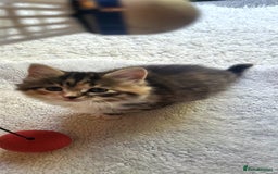 Mixed Breed cats for sale: Lovely kittens Looking for new Homes  - Image 4