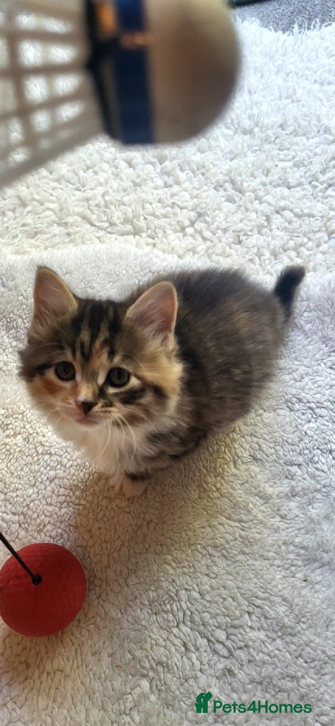 Mixed Breed cats for sale: Lovely kittens Looking for new Homes  - Image 4