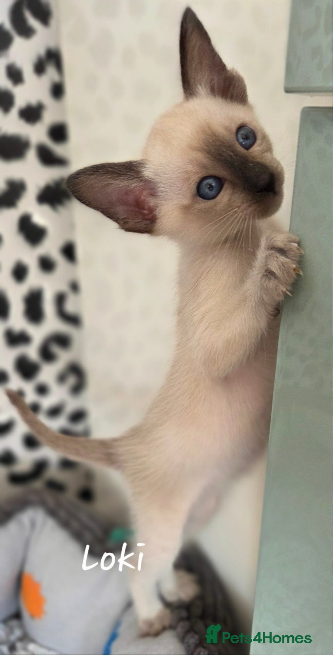 Siamese cats for sale: *1 left*Beautiful GCCF registered Siamese kittens  - Image 3