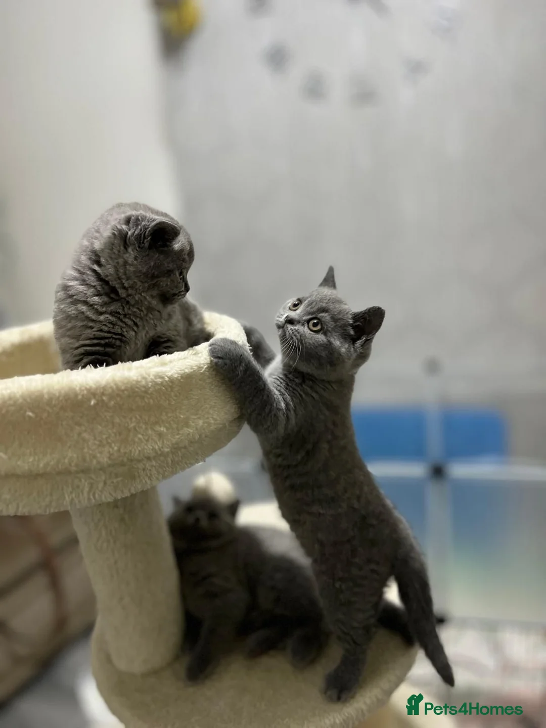 British Shorthair cats for sale: Three sweet blue Britishshorthair kittens girls  - Advert 24