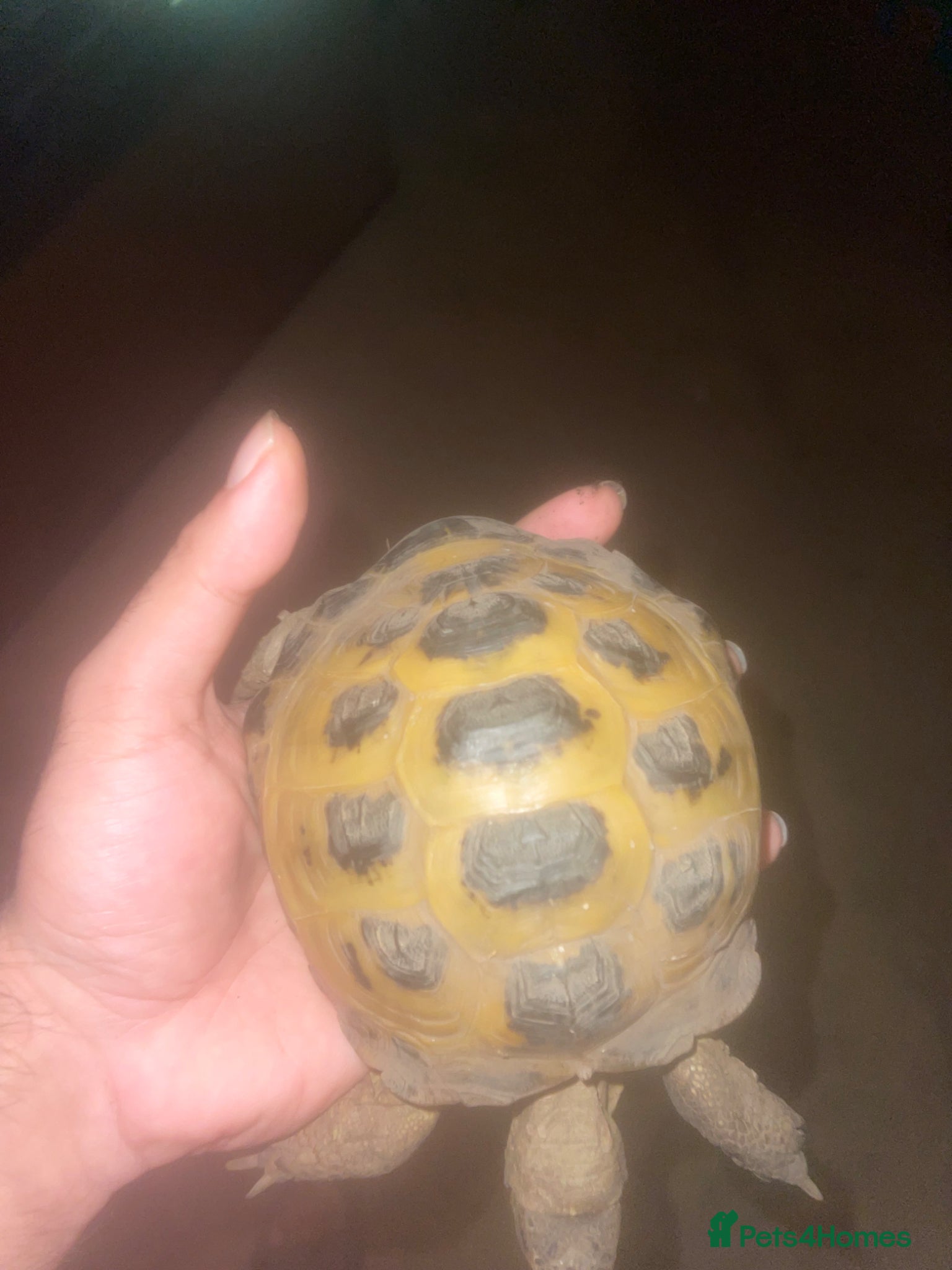 Turtle reptiles 3 Year old Russian tortoise (horsfeild turtle) - Advert 2