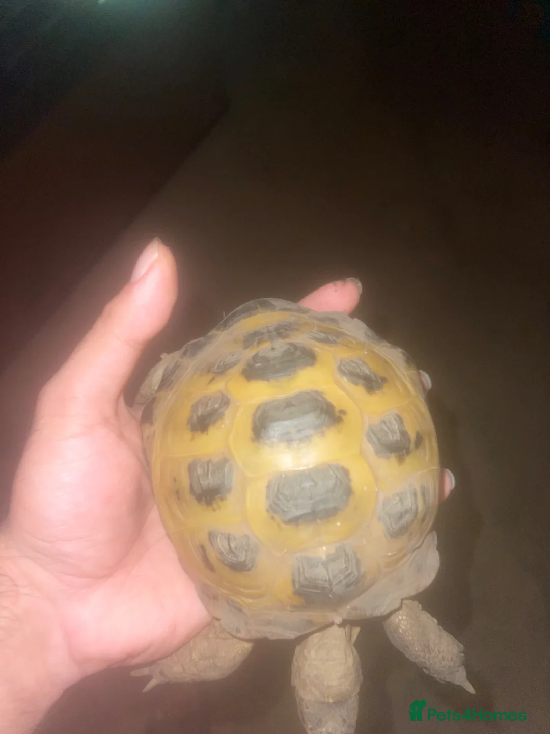 Turtle reptiles for sale: 3 Year old Russian turtle (horsfeild turtle) - Advert 2