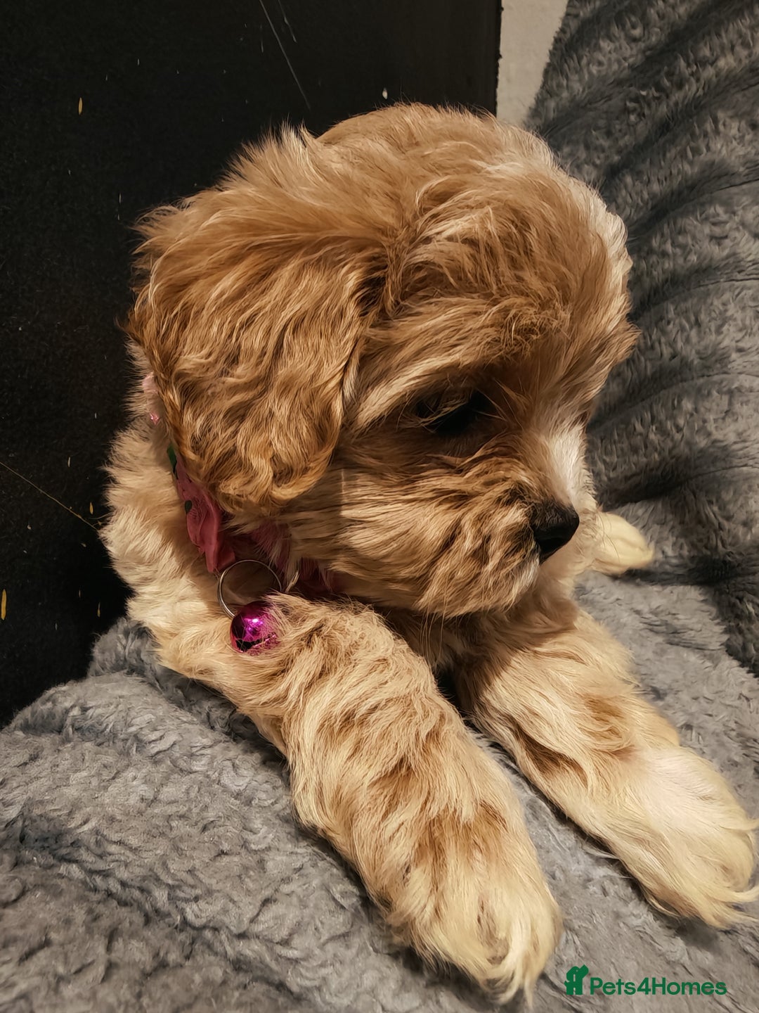 Maltipoo dogs for sale: Miniature Maltipoo Ready to Go - Image 6