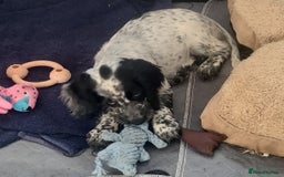 Sprocker dogs for sale: STRIKING SPROCKER SPANIEL PUPPIES  - Image 1